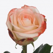 Rosa Farfalla